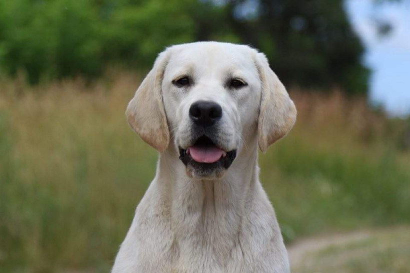 Blonde/Witte Labrador pups gepland april - juni 2024