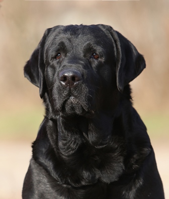 Zwarte Labrador pups verwacht midden december